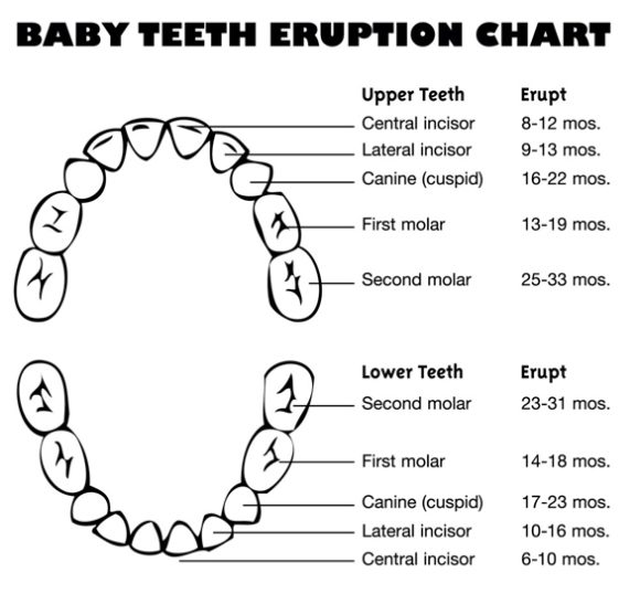 Tooth Eruption Sequence Chart